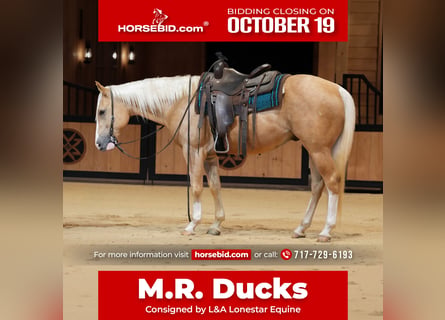 American Quarter Horse, Castrone, 5 Anni, 152 cm, Palomino