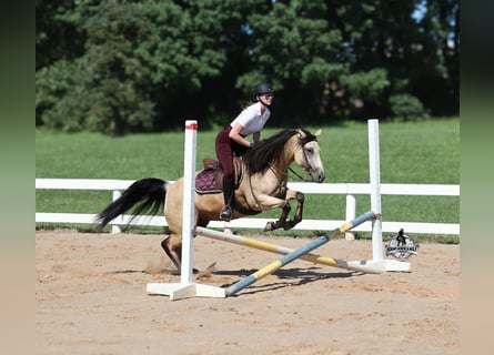 American Quarter Horse, Castrone, 5 Anni, 152 cm, Pelle di daino
