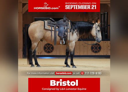 American Quarter Horse, Castrone, 5 Anni, 152 cm, Pelle di daino