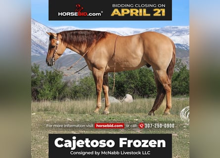American Quarter Horse, Castrone, 5 Anni, 152 cm, Red dun