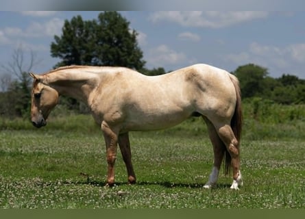American Quarter Horse, Castrone, 5 Anni, 152 cm, Roano rosso