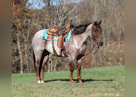 American Quarter Horse, Castrone, 5 Anni, 152 cm, Roano rosso