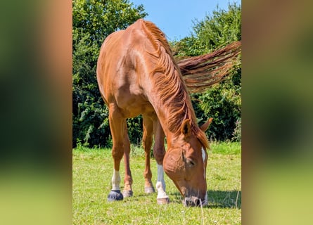 American Quarter Horse, Castrone, 5 Anni, 152 cm, Sauro