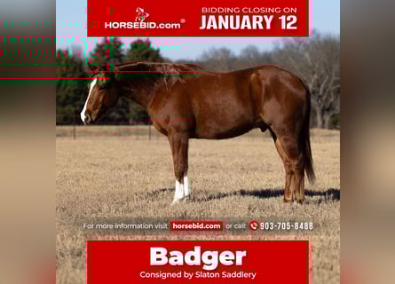 American Quarter Horse, Castrone, 5 Anni, 152 cm, Sauro ciliegia