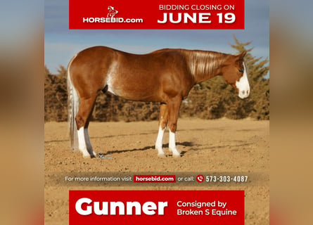 American Quarter Horse, Castrone, 5 Anni, 152 cm, Sauro ciliegia