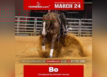 American Quarter Horse, Castrone, 5 Anni, 152 cm, Sauro ciliegia