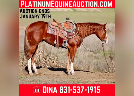 American Quarter Horse, Castrone, 5 Anni, 152 cm, Sauro scuro