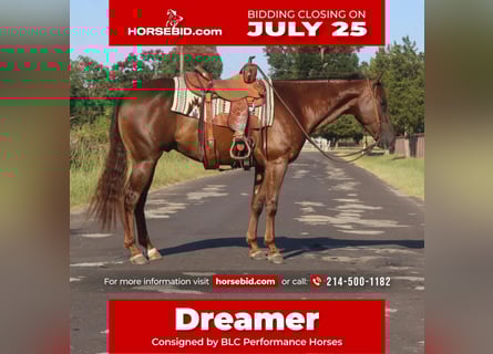 American Quarter Horse, Castrone, 5 Anni, 152 cm, Sauro scuro
