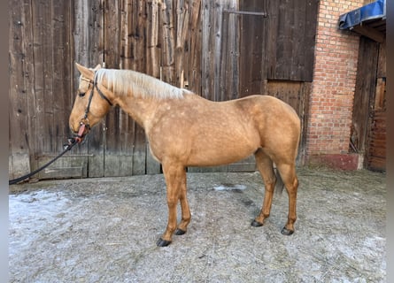 American Quarter Horse, Castrone, 5 Anni, 153 cm