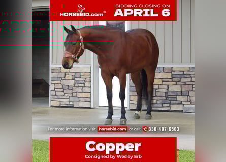 American Quarter Horse, Castrone, 5 Anni, 155 cm, Baio ciliegia