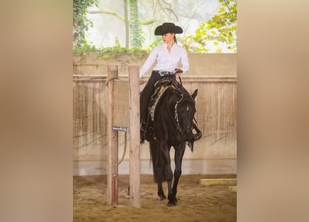 American Quarter Horse, Castrone, 5 Anni, 155 cm, Morello