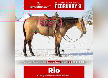 American Quarter Horse, Castrone, 5 Anni, 155 cm, Pelle di daino