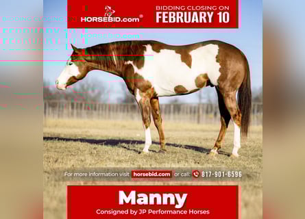 American Quarter Horse Mix, Castrone, 5 Anni, 155 cm