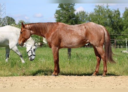 American Quarter Horse, Castrone, 5 Anni, 155 cm, Roano rosso