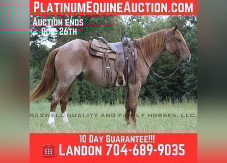 American Quarter Horse, Castrone, 5 Anni, 155 cm, Roano rosso