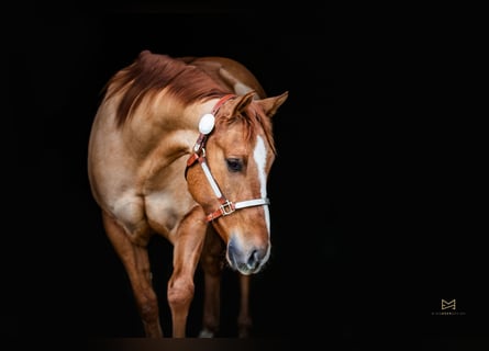 American Quarter Horse, Castrone, 5 Anni, 156 cm, Red dun