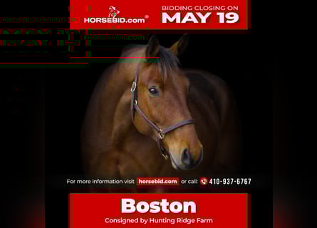 American Quarter Horse Mix, Castrone, 5 Anni, 157 cm, Baio ciliegia