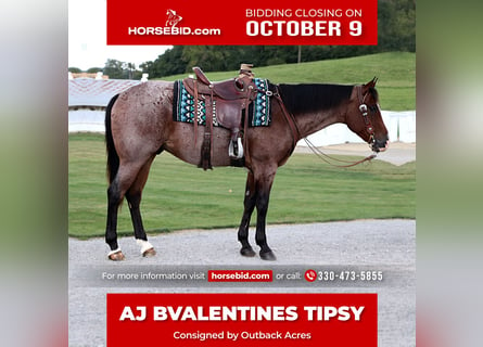 American Quarter Horse, Castrone, 5 Anni, 157 cm, Baio roano