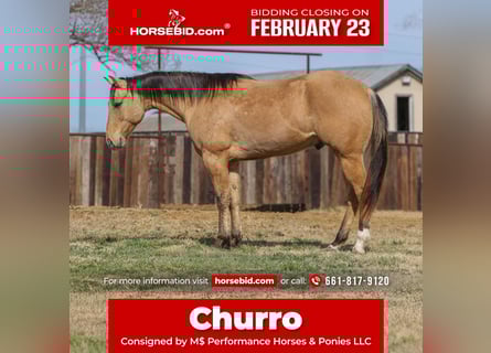 American Quarter Horse, Castrone, 5 Anni, 157 cm, Falbo