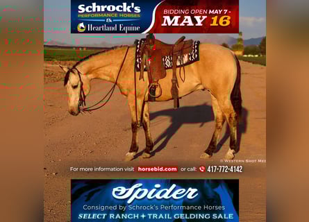 American Quarter Horse, Castrone, 5 Anni, 157 cm, Pelle di daino