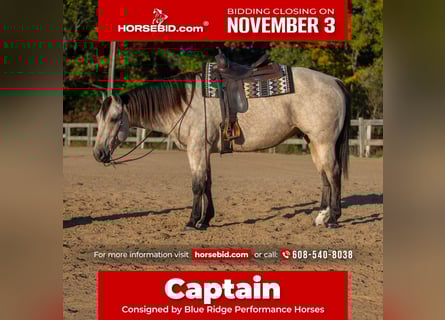 American Quarter Horse, Castrone, 5 Anni, 157 cm, Pelle di daino