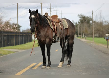 American Quarter Horse, Castrone, 5 Anni, 157 cm, Roano blu