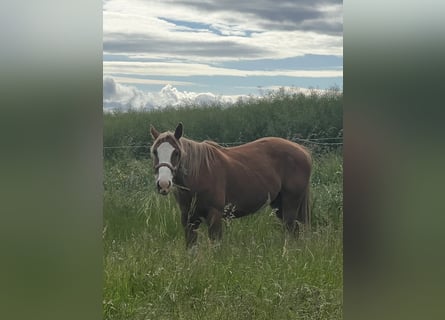 American Quarter Horse Mix, Castrone, 5 Anni, 158 cm, Pezzato
