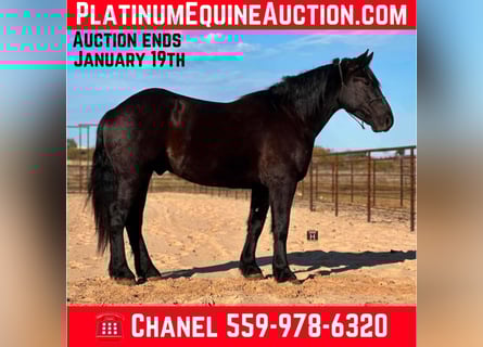 American Quarter Horse, Castrone, 5 Anni, 160 cm, Morello