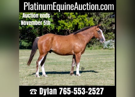 American Quarter Horse, Castrone, 5 Anni, 163 cm, Baio roano