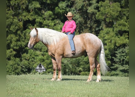 American Quarter Horse, Castrone, 5 Anni, 163 cm, Palomino