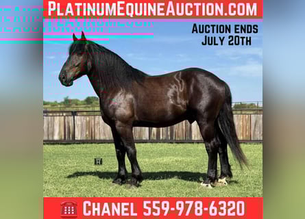 American Quarter Horse, Castrone, 5 Anni, 170 cm, Morello