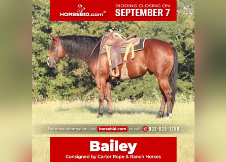American Quarter Horse, Castrone, 5 Anni, Baio ciliegia