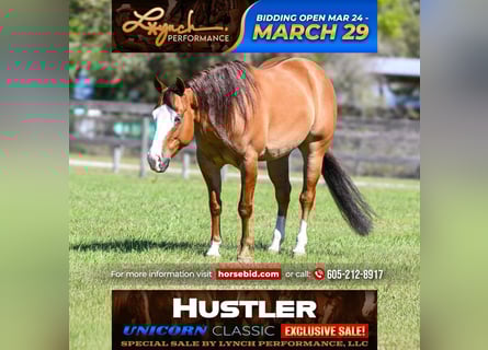 American Quarter Horse, Castrone, 5 Anni, Falbo