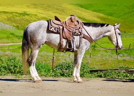American Quarter Horse, Castrone, 5 Anni, Grigio