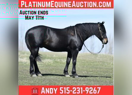 American Quarter Horse, Castrone, 5 Anni, Morello