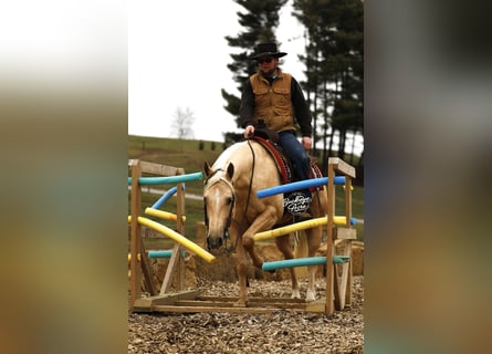 American Quarter Horse, Castrone, 5 Anni, Palomino