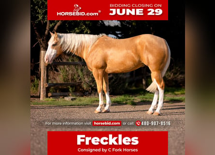 American Quarter Horse, Castrone, 5 Anni, Palomino