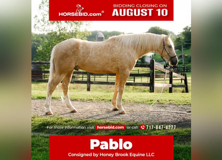 American Quarter Horse, Castrone, 5 Anni, Palomino