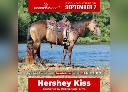American Quarter Horse, Castrone, 5 Anni, Pelle di daino