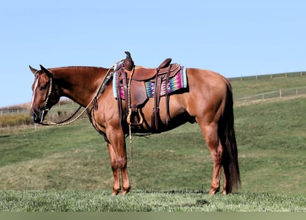 American Quarter Horse, Castrone, 5 Anni, Red dun