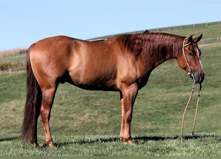 American Quarter Horse, Castrone, 5 Anni, Red dun