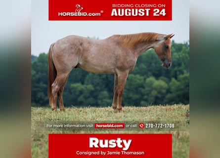 American Quarter Horse, Castrone, 5 Anni, Roano rosso