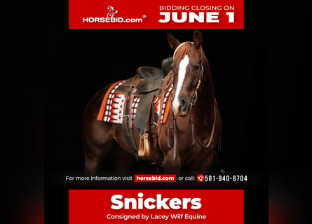 American Quarter Horse, Castrone, 5 Anni, Sauro ciliegia