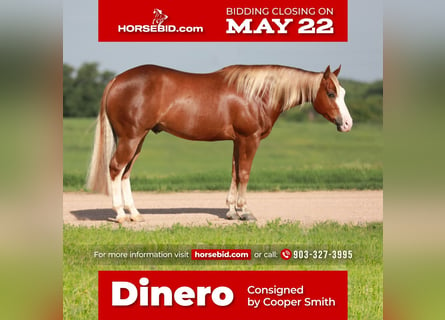 American Quarter Horse, Castrone, 5 Anni, Sauro ciliegia