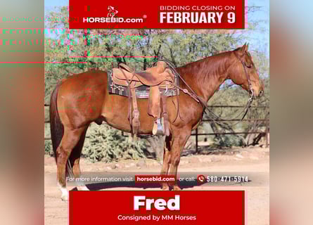 American Quarter Horse, Castrone, 5 Anni, Sauro ciliegia