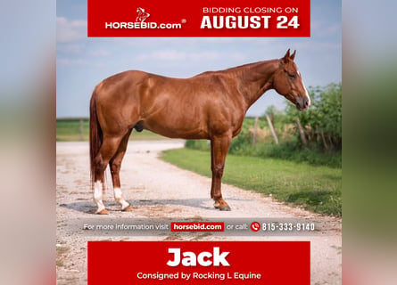 American Quarter Horse, Castrone, 5 Anni, Sauro ciliegia