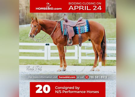 American Quarter Horse, Castrone, 5 Anni, Sauro ciliegia