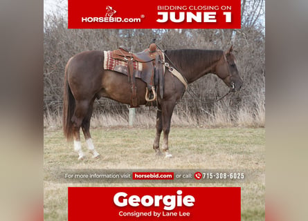 American Quarter Horse, Castrone, 5 Anni, Sauro ciliegia
