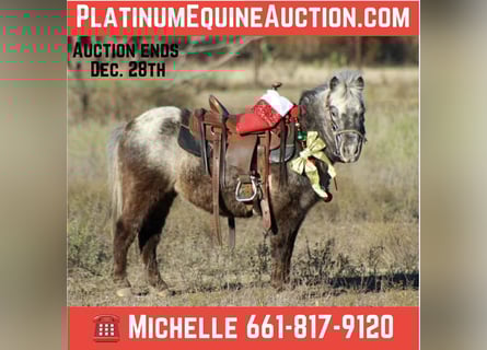 American Quarter Horse, Castrone, 5 Anni, Sauro scuro