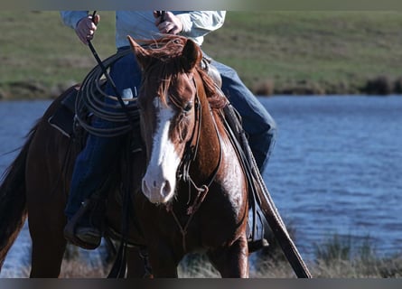 American Quarter Horse, Castrone, 6 Anni, 142 cm, Baio